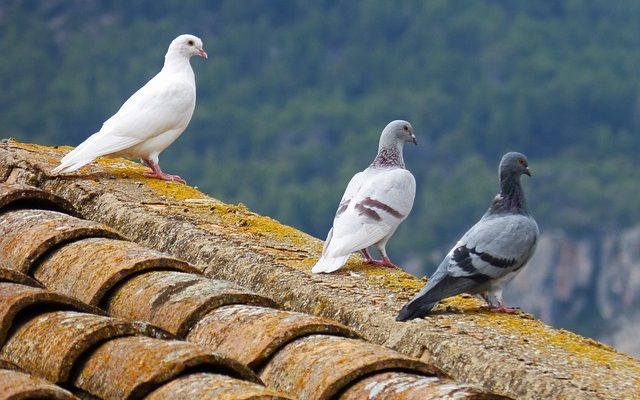 Trápí vás holubi na vašem domě?